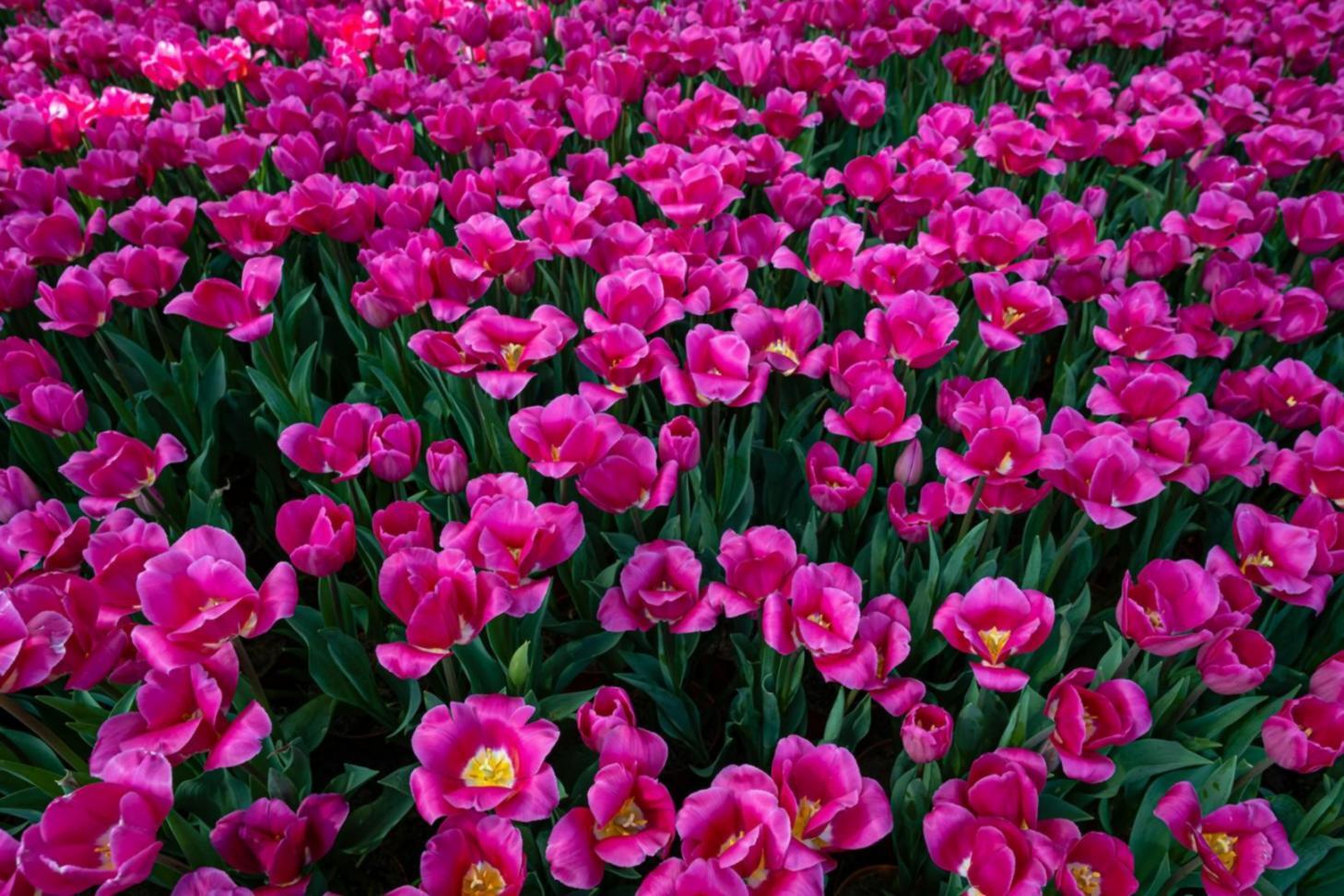 Praktische Floristikarbeit mit frischen Blumen