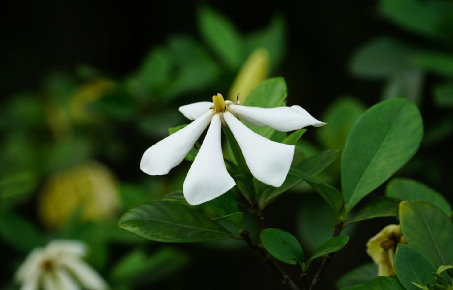 Kreative Floristikarrangements in der Praxis